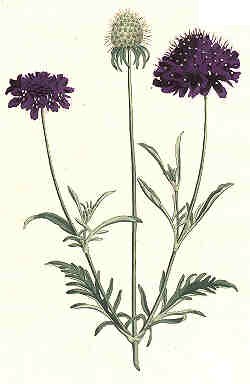 Oswald : Airs for the seasons - Scabious : illustration